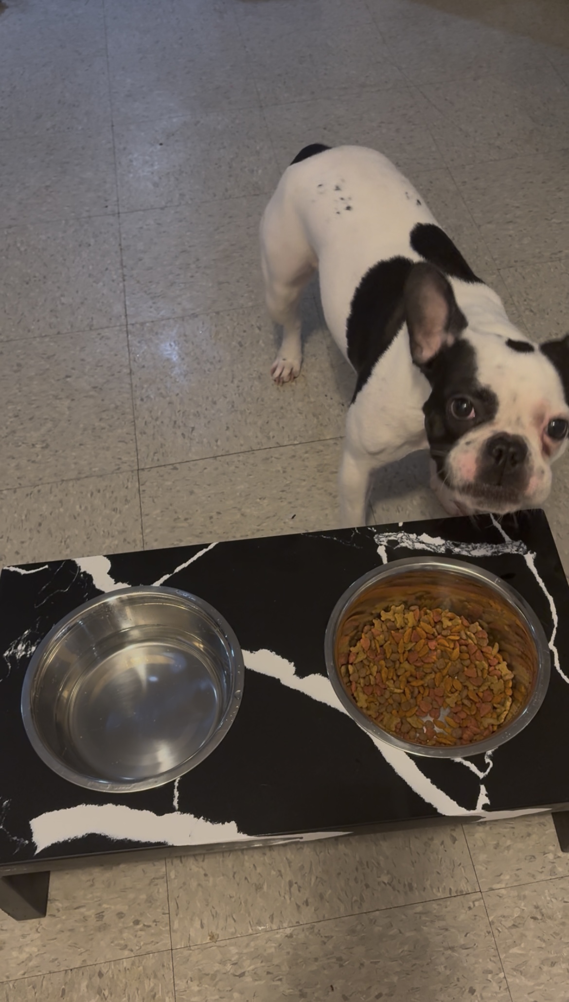 Cookie the French Bulldog at her Calacatta Coliseum stone feeding station