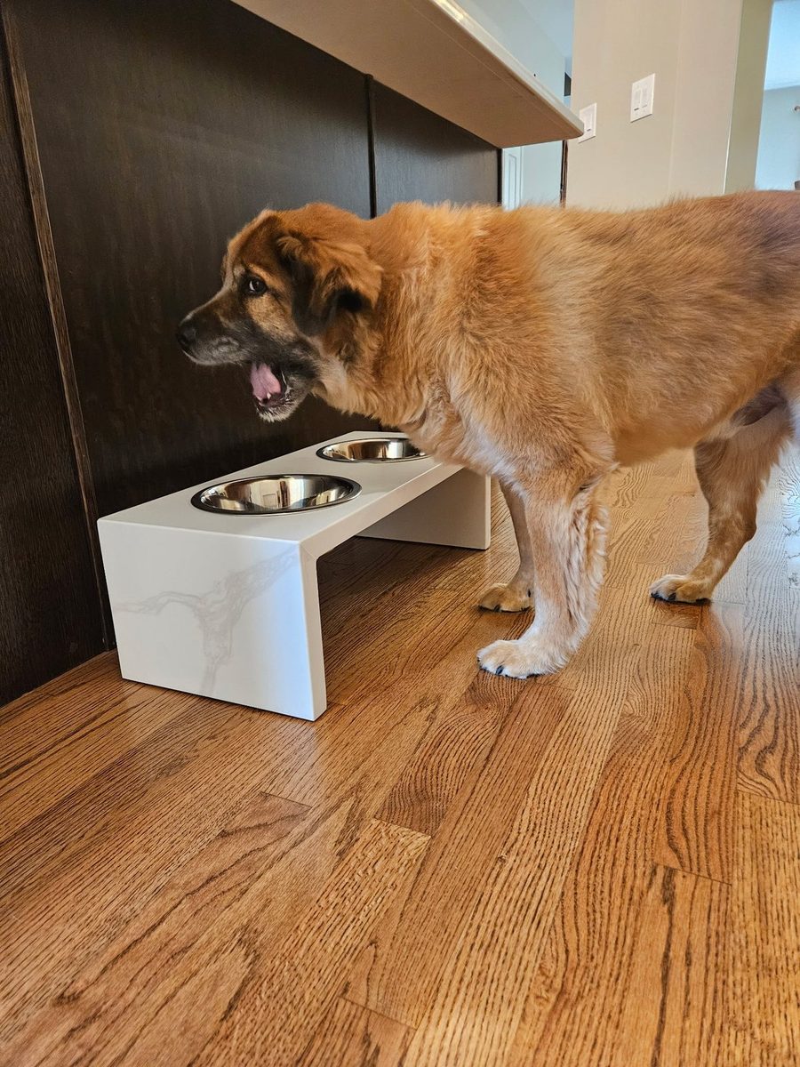 Aussie Shepherd standing at a Calacatta Davinci quartz dog bowl stand with two stainless steel bowls