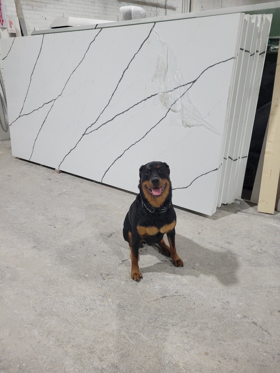 Dog in the JB Countertops shop