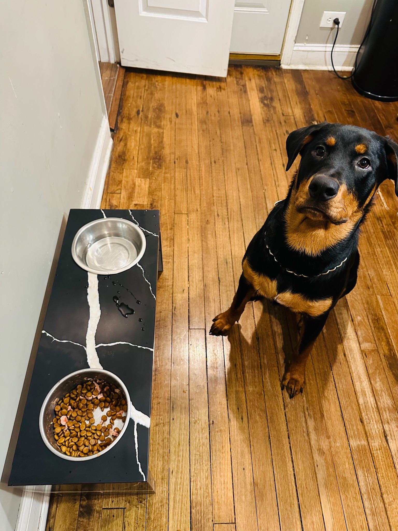 Rottweiler with black marble feeding station
